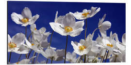 Aluminium print Canada Windflower Anemone canadensis