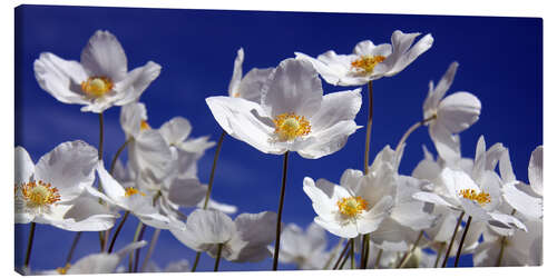 Lærredsbillede Canada Windflower Anemone canadensis