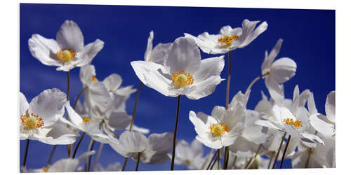 Bilde på skumplate Canada Windflower Anemone canadensis