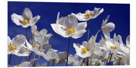 Foam board print Canada Windflower Anemone canadensis