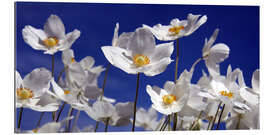 Gallery print Canada Windflower Anemone canadensis