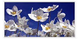 Kunstwerk  Canada Windflower Anemone canadensis - Renate Knapp