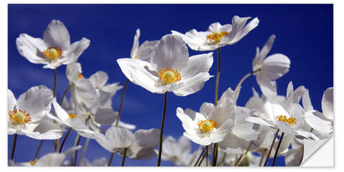 Vinilo para la pared Canada Windflower Anemone canadensis