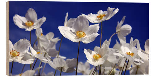 Puutaulu Canada Windflower Anemone canadensis