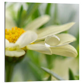 Magnettafel Margerite mit Tropfen