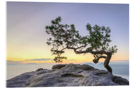 Akryylilasitaulu Pine on the Lilienstein, Saxon Switzerland