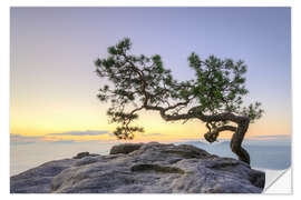 Wall sticker Pine on the Lilienstein, Saxon Switzerland
