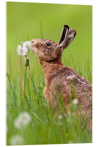 Acrylic print Kiss the dandelion