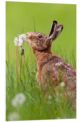 Foam board print Kiss the dandelion