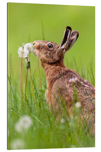 Gallery print Kiss the dandelion