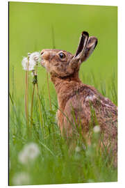 Magnettafel Knutsch die Pusteblume