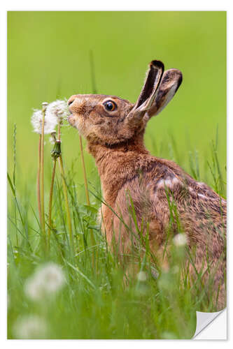 Wandsticker Knutsch die Pusteblume