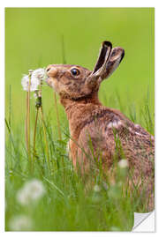 Naklejka na ścianę Kiss the dandelion