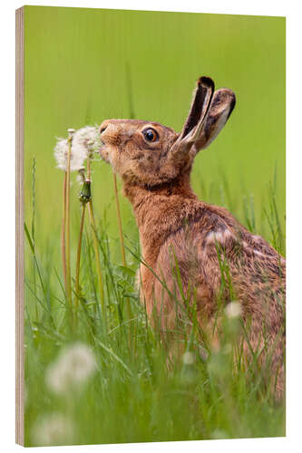 Wood print Kiss the dandelion