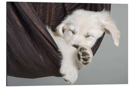 Aluminium print Sweet Dreams Golden Retriever 2