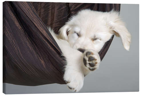 Leinwandbild Süße Träume Golden Retriever 2