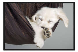 Gerahmter Kunstdruck Süße Träume Golden Retriever 2