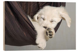 Hout print Sweet Dreams Golden Retriever 2