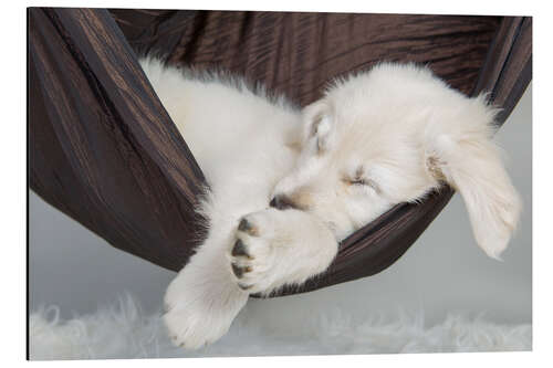 Stampa su alluminio Sweet dreams golden retriever