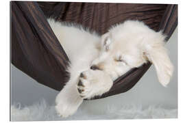 Galleriprint Sweet dreams golden retriever