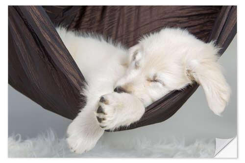 Autocolante decorativo Sweet dreams golden retriever