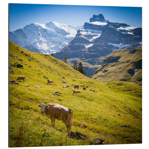 Aluminium print Cow in the Swiss Alps