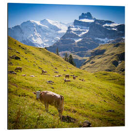 Tableau en aluminium Vache dans les Alpes suisses