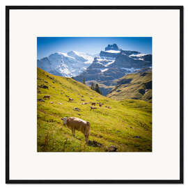 Framed art print Cow in the Swiss Alps