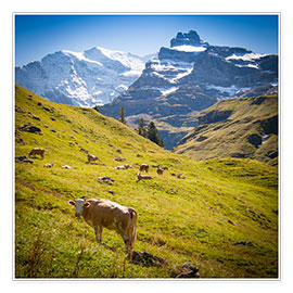 Poster Cow in the Swiss Alps