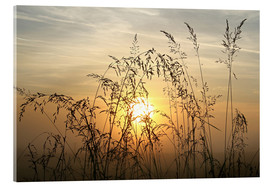 Acrylglasbild  Gräser im Sonnenaufgang 2 - Bernhard Kaiser
