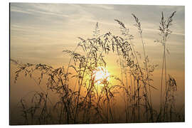 Aluminium print Grasses in Sunrise 2