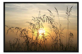 Gerahmter Kunstdruck Gräser im Sonnenaufgang 2