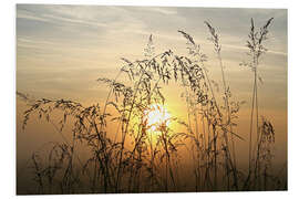 Foam board print Grasses in Sunrise 2