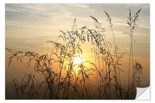 Sticker mural Herbes au coucher du soleil 