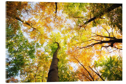 Acrylic print Treetops in autumn