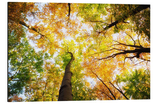 Aluminiumtavla Treetops in autumn