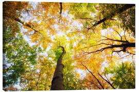 Stampa su tela Treetops in autumn