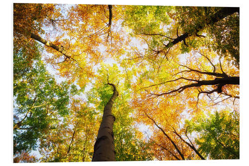 Foam board print Treetops in autumn