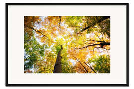 Gerahmter Kunstdruck Baumkronen im Herbst