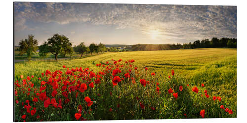 Aluminium print Poppy Field