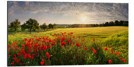 Tableau en aluminium Champ de coquelicots