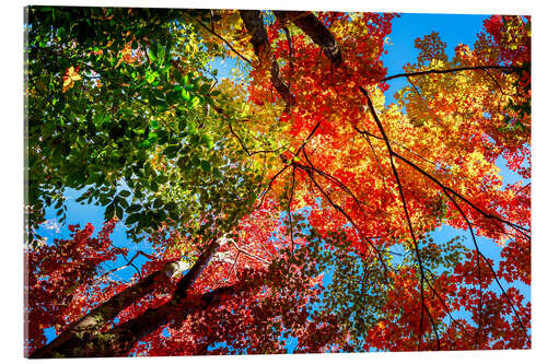 Akrylglastavla Colors of Autumn II