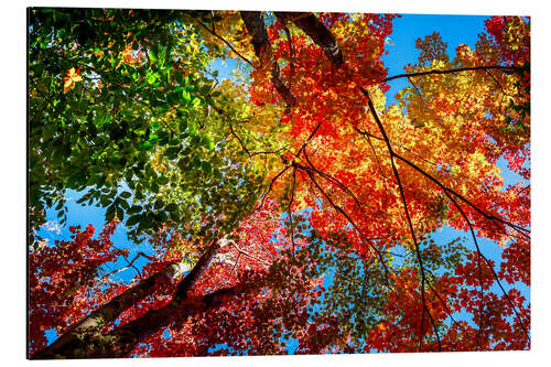 Quadro em alumínio Colors of Autumn II