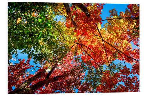 Foam board print Colors of Autumn II