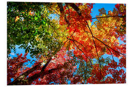 Foam board print Colors of Autumn II