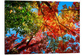 Tableau en plexi-alu Couleurs d&#039;automne II