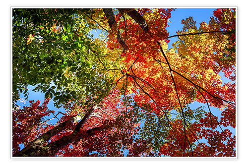Póster Colores del otoño II
