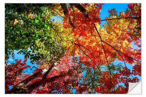 Vinilo para la pared Colores del otoño II