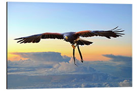 Aluminium print Desert buzzard in flight