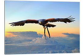 Gallery print Desert buzzard in flight